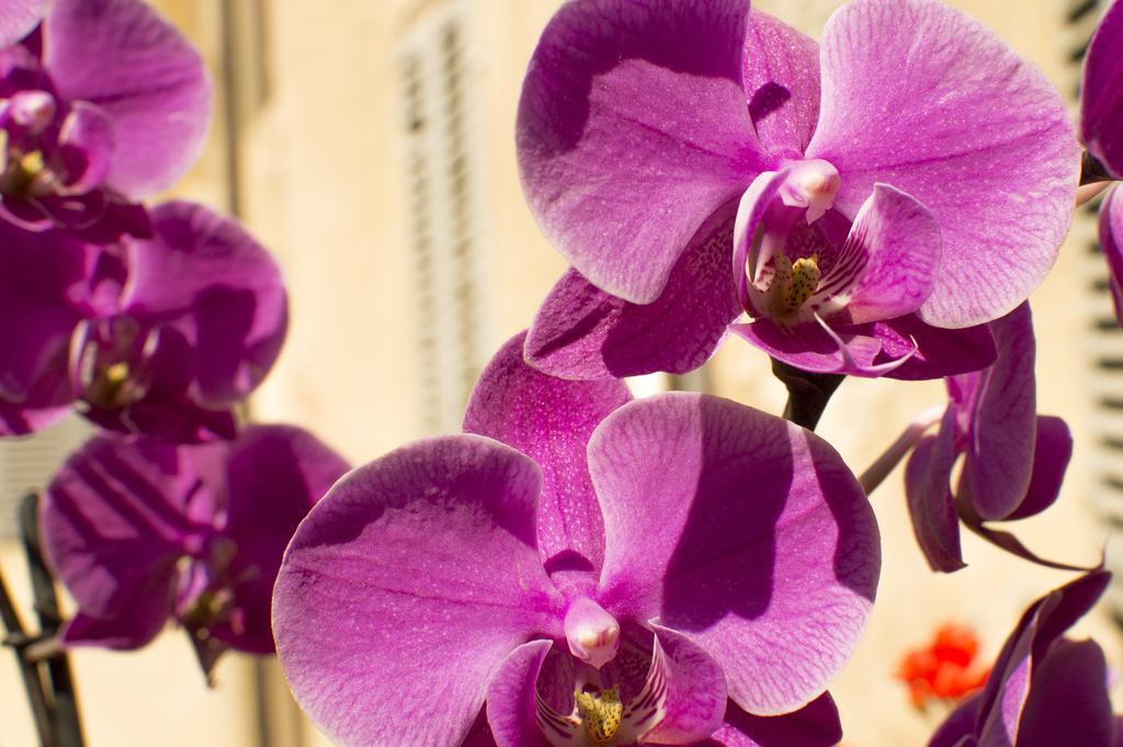 Bed and breakfast La Corte Dei Principi - Residenza D'epoca 3*